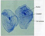 Microscopy