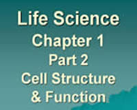 Cell Structure and Function