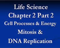 Cell Processes and Energy