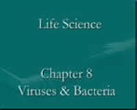 Viruses and Bacteria