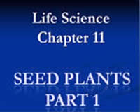 Seed Plants