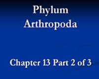 Phylum Arthropoda