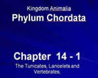 Phylum Chordata