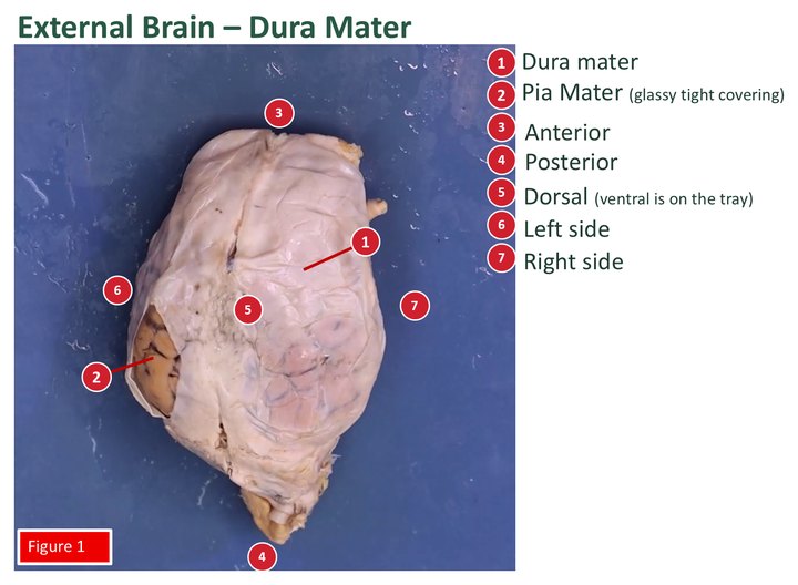 Labeled external view of a preserved sheep brain covered by dura mater, with a numbered key for the meninges and directions.