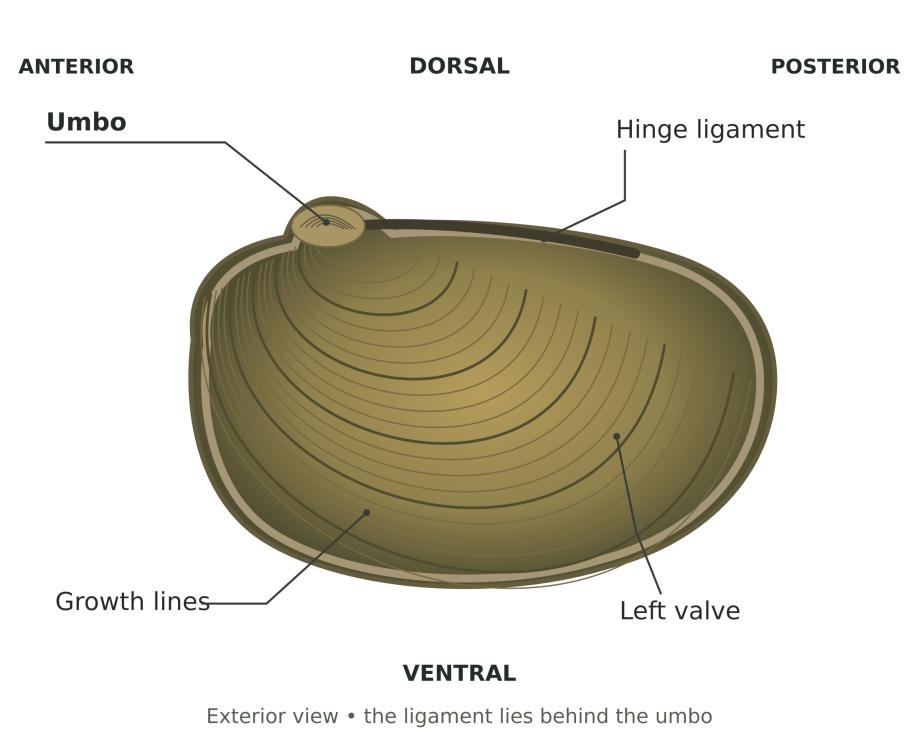 Guide diagram: external left valve. The umbo is the external landmark.