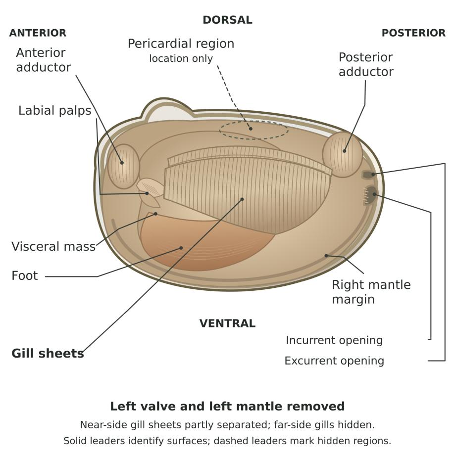 Guide diagram: left valve and mantle removed, labeled.