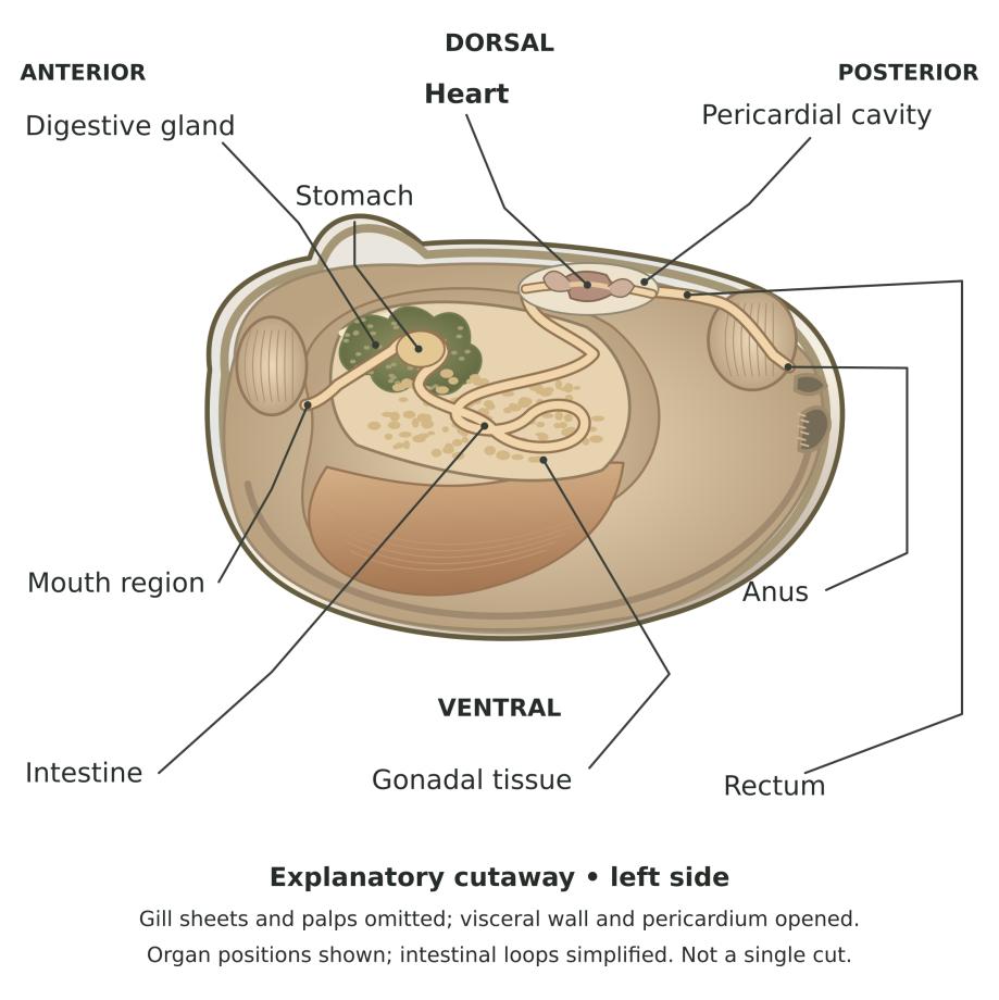 Guide diagram: deeper anatomy, labeled. Some organs are omitted so others can be seen.