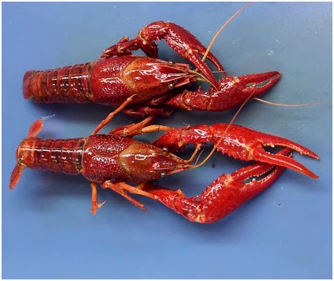 Two preserved crayfish on a blue background, dorsal side up, showing cephalothorax, abdomen, chelipeds, and walking legs.