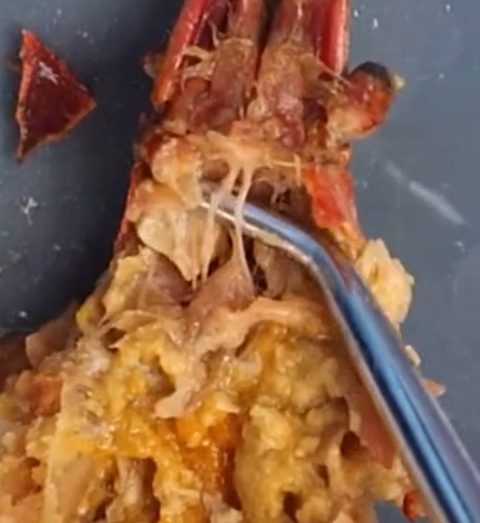 Close-up of the anterior opened crayfish with a metal probe lifting pale tissue near the head end.