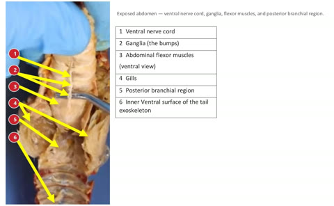 Opened crayfish abdomen with numbered labels and a key for the nerve cord and muscles.