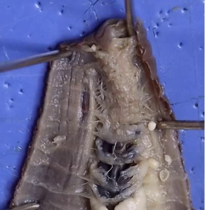 The anterior region of the opened earthworm.