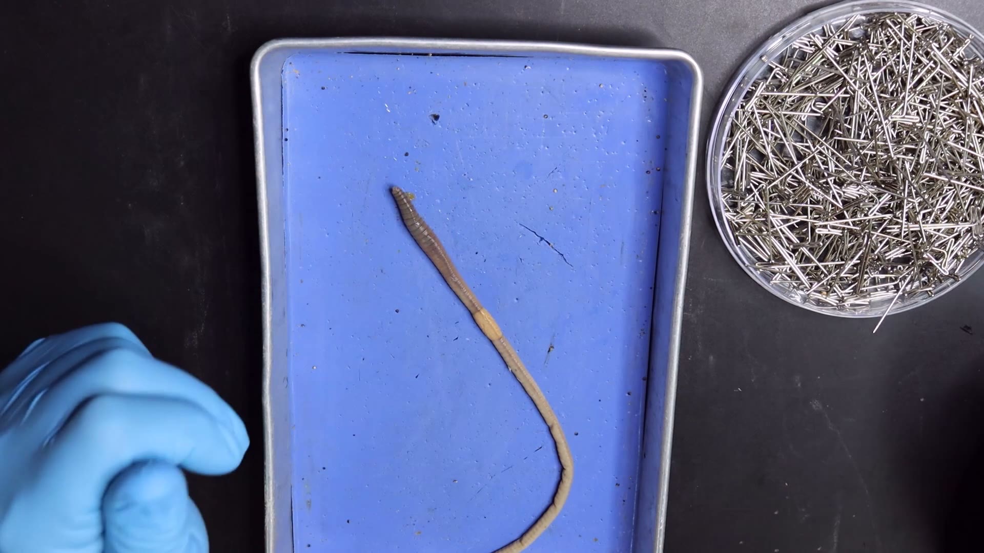 External earthworm