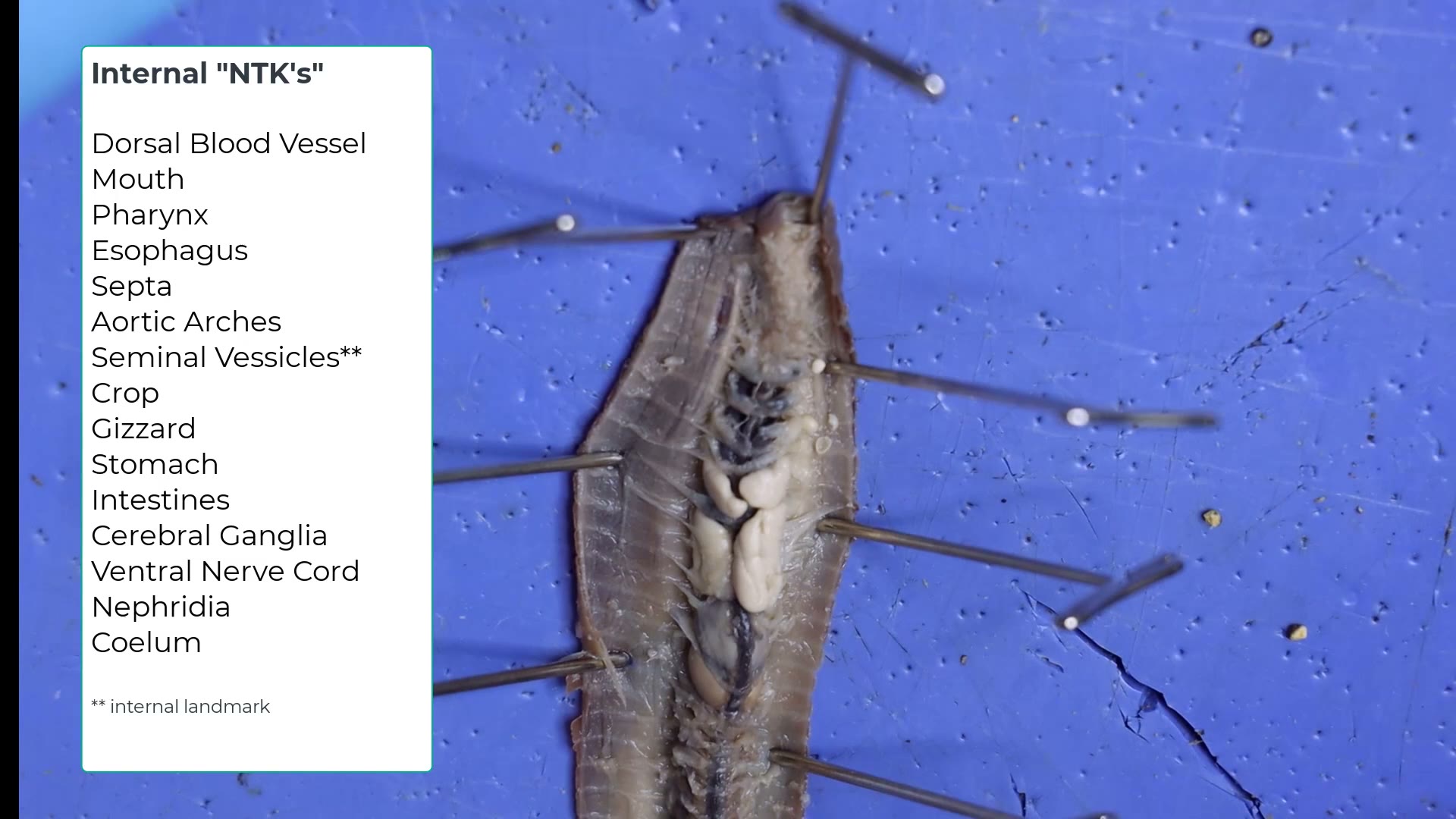 Internal anatomy — close-up