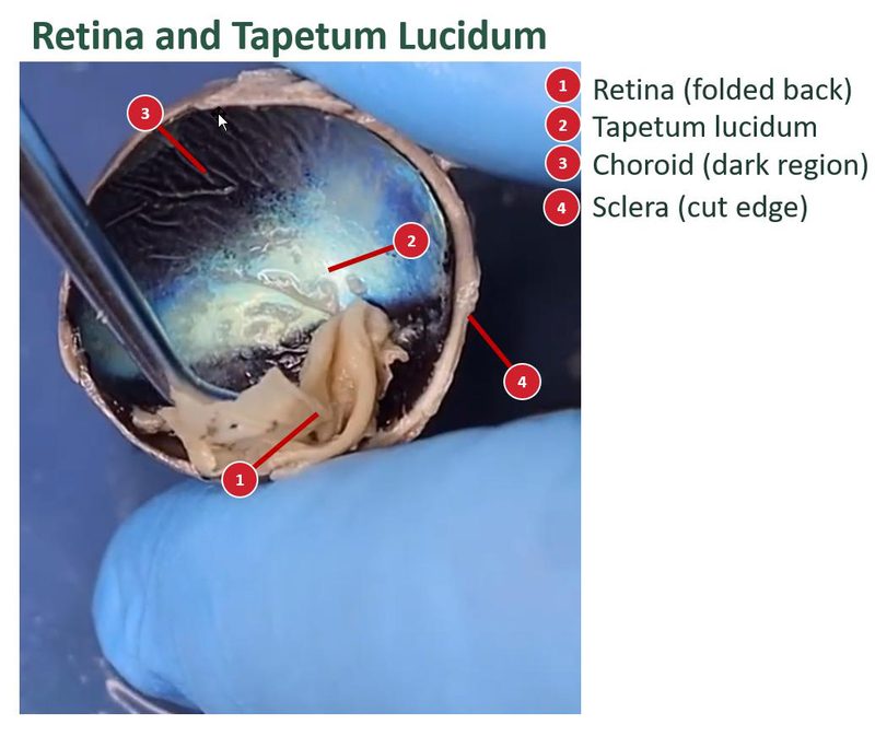 Labeled posterior wall of a sheep eye with the retina folded back, showing the tapetum lucidum and a numbered key.