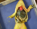 Internal Frog