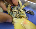 small intestines