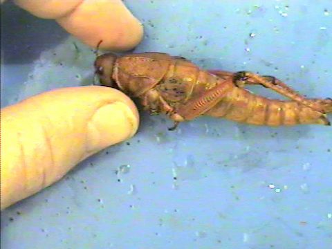A preserved grasshopper held on a tray, lateral view, showing the head, thorax, abdomen, and hind leg.