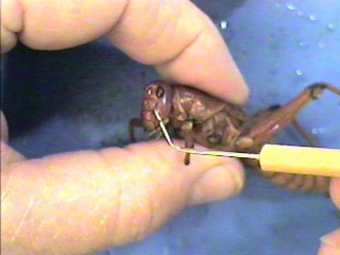 Close-up of a grasshopper head. A metal probe points at the mouthparts; the compound eye is visible.