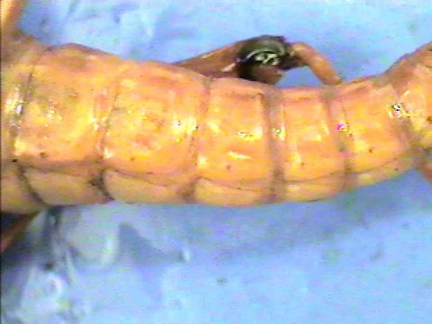 Close-up of the segmented abdomen of a preserved grasshopper.