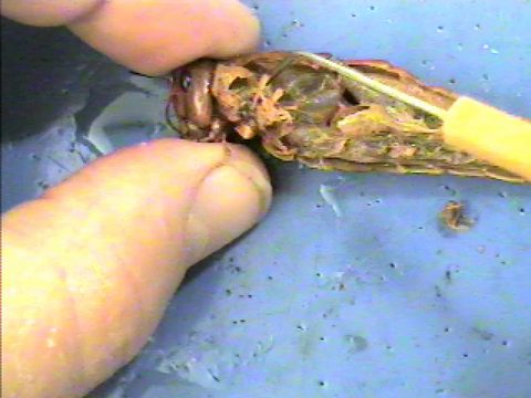 A grasshopper opened along the side. A probe rests in the body cavity among internal tissues.