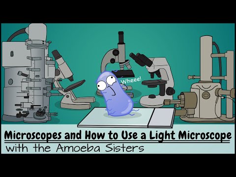 Microscopes and How to Use a Light Microscope