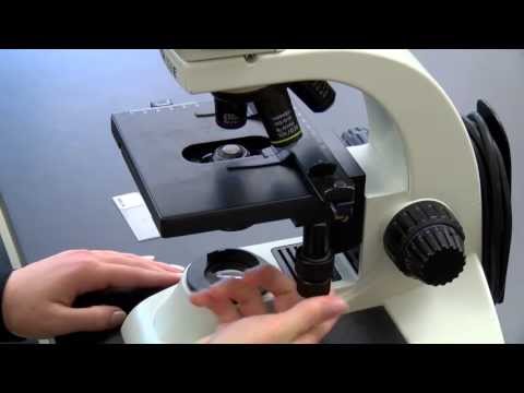 Basic Microscope Setup and Use