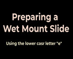 Wet Mount Slide Preparation — Letter e