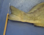 Caudal Fin
