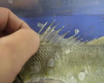 Dorsal Spines