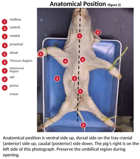 Labeled ventral photograph of a fetal pig with the limbs tied, showing midline, medial, and proximal positions.