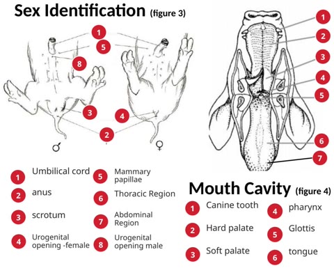 Labeled guide drawings of fetal pig sex identification and the mouth cavity, each with a key.