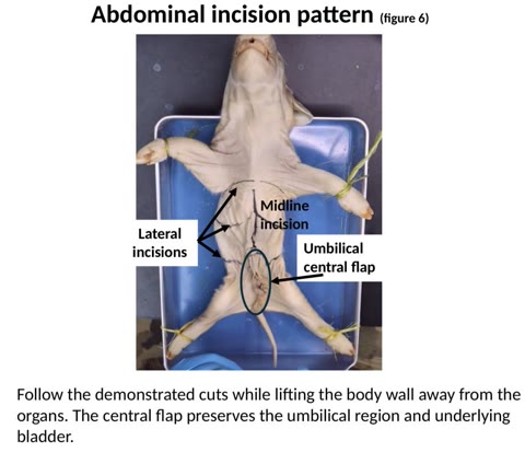 Labeled photograph showing the abdominal incision pattern on a fetal pig.