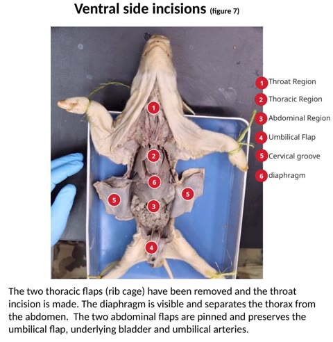 Labeled photograph of a fetal pig with the ventral body wall opened.
