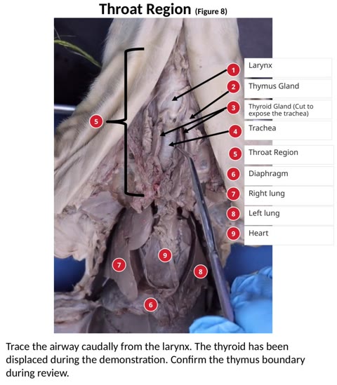 Labeled photograph of the fetal pig throat region.