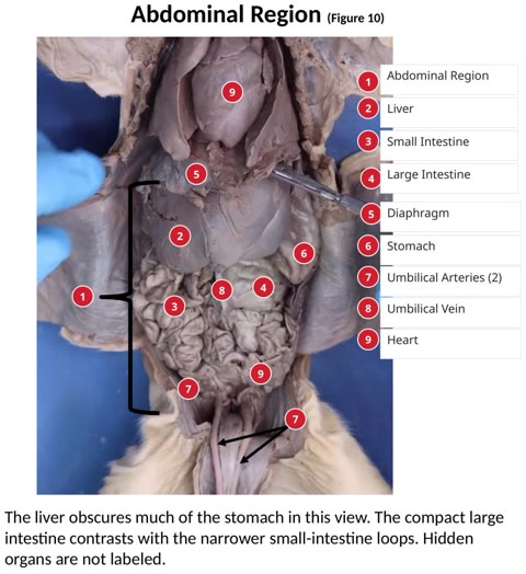 Labeled photograph of the fetal pig abdominal organs, with a key.