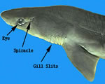 External - Closeup Head