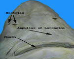 External-Closeup Ventral Head