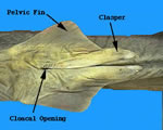 Male Shark-Ventral View