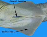 Female Shark-Ventral View