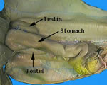 Male-Internal View