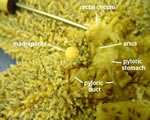 Close up aboral Central Disk