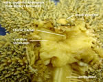 Central Disk - Internal Starfish