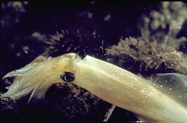 External live squid — anterior surface
